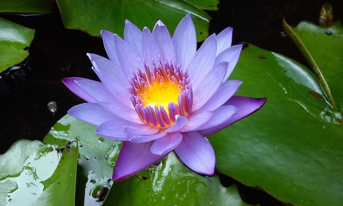 奈蒿治癫怎么用才安全-【奈蒿治癫怎么用才安全】奈功效与作用 - 奈蒿的作用网